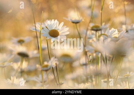 Gänseblümchen auf einer Frühlingswiese am frühen Morgen Stockfoto