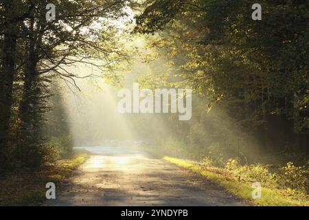 Die aufgehende Sonne beleuchtet die Eichenblätter auf den Bäumen im Herbstwald, Oktober, Polen, Europa Stockfoto