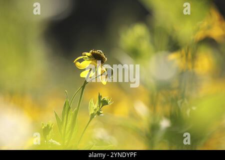 Cutleaf Coneflower, Rudbeckia laciniata im Garten Stockfoto