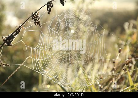 Spinnennetz auf einer Wiese bei Sonnenaufgang Stockfoto