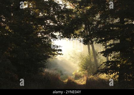 Feldweg durch den Herbstwald bei Sonnenaufgang Stockfoto