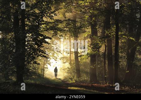 Ein Waldweg zwischen Eichen auf einem nebligen Herbst Morgen Stockfoto