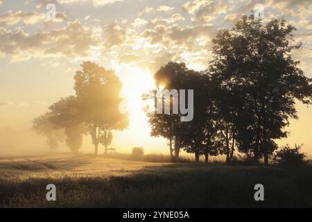 Silhouette von Eschen in einem Getreidefeld bei nebligen Wetterbedingungen während des Sonnenaufgangs Stockfoto