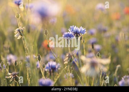 Kornblume auf dem Feld in der Abenddämmerung Stockfoto