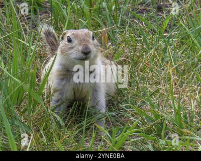 Ein Prairie-Hund, der sich im Frühling niederlegt. Präriehunde sind pflanzenfressende Eichhörnchen, die im Grasland Nordamerikas beheimatet sind Stockfoto