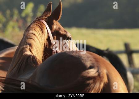 Mare auf der Weide an einem sonnigen Morgen Stockfoto
