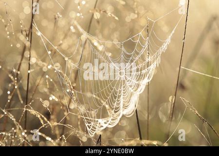 Spinnennetz auf einer Wiese bei Sonnenaufgang Stockfoto