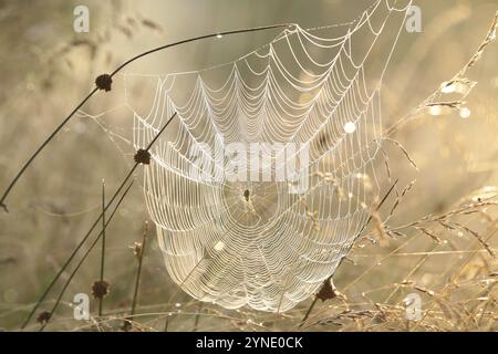 Spinnennetz auf einer Wiese bei Sonnenaufgang Stockfoto