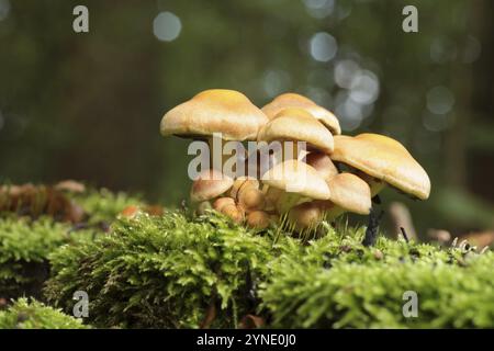 Pilze wachsen auf einem Baumstamm im Wald Stockfoto