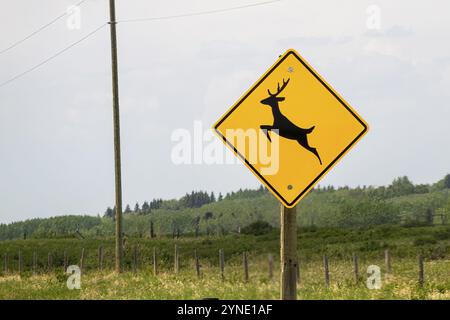 Cochrane, Alberta, Kanada. Juni 2023. Ein Schild zum Überqueren des Hirsches Stockfoto