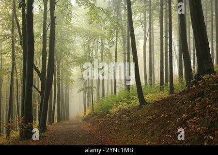Pfad durch den Buchenwald bei nebeligem Herbstwetter, Bischofskoppe Berg, Oktober, Polen, Europa Stockfoto