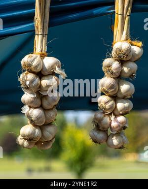 Zwei Bündel Knoblauch hängen zum Trocknen Stockfoto