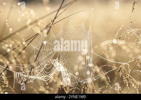 Spinnennetz auf einer Wiese bei Sonnenaufgang Stockfoto