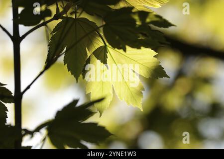 Frische Frühlingsahornblätter auf einem Zweig im Wald Stockfoto