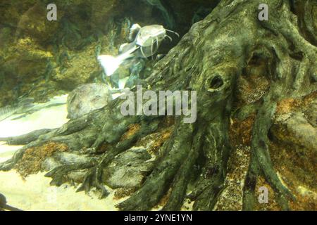 Ein Schlangenbaum im Aquarium des Ozeanariums. Einrichtung eines Aquariums. Stockfoto