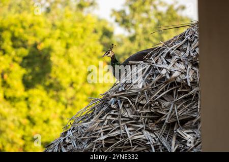 Eine Nahaufnahme eines Pfaus auf einem rustikalen Dach aus getrockneten Kokosnussblättern im Süden von Tamil Nadu. Fängt die lebendigen Farben und den natürlichen Lebensraum ein. Stockfoto