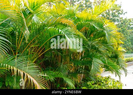 Areca Palmen. Tropische Gärten mit üppigen dypsis lutescens oder goldenen Zuckerrohrpalmen, auch bekannt als Arecapalmen. Stockfoto