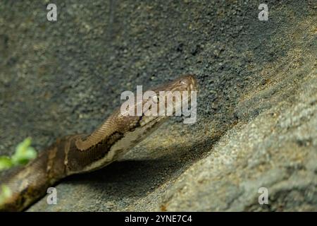 Netzpython (Malayopython reticulatus) Schlange manchmal als Royal Python oder Ball Python bekannt Stockfoto