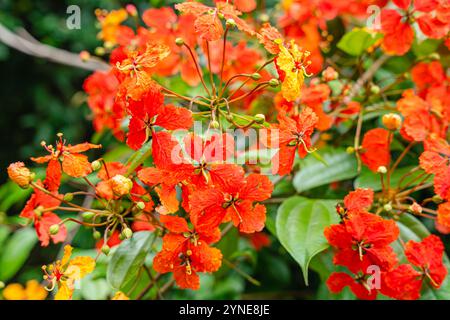 Bunga Phanera Kokiana oder Bauhinia kockiana, eine Gattung blühender Pflanzen aus der Familie der Hülsenfrüchte, Fabaceae. Sie gehört zur Unterfamilie Cercidoideae Stockfoto