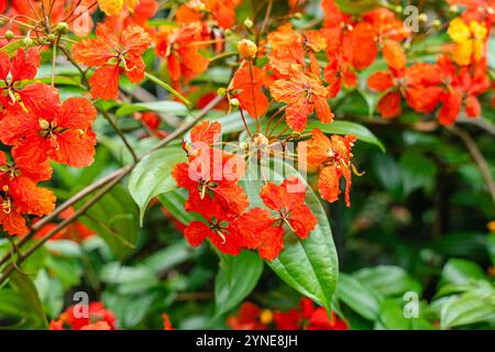 Bunga Phanera Kokiana oder Bauhinia kockiana, eine Gattung blühender Pflanzen aus der Familie der Hülsenfrüchte, Fabaceae. Sie gehört zur Unterfamilie Cercidoideae Stockfoto