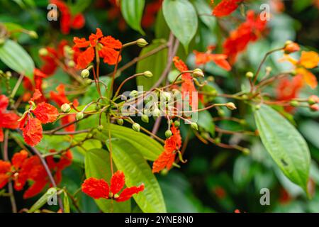 Bunga Phanera Kokiana oder Bauhinia kockiana, eine Gattung blühender Pflanzen aus der Familie der Hülsenfrüchte, Fabaceae. Sie gehört zur Unterfamilie Cercidoideae Stockfoto