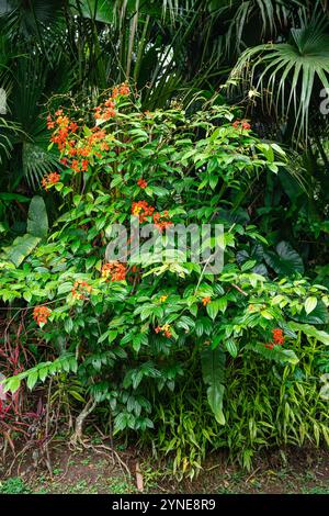 Bunga Phanera Kokiana oder Bauhinia kockiana, eine Gattung blühender Pflanzen aus der Familie der Hülsenfrüchte, Fabaceae. Sie gehört zur Unterfamilie Cercidoideae Stockfoto