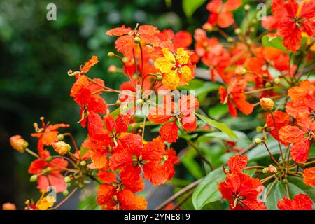 Bunga Phanera Kokiana oder Bauhinia kockiana, eine Gattung blühender Pflanzen aus der Familie der Hülsenfrüchte, Fabaceae. Sie gehört zur Unterfamilie Cercidoideae Stockfoto