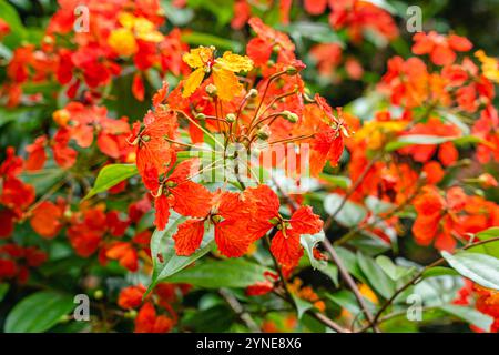 Bunga Phanera Kokiana oder Bauhinia kockiana, eine Gattung blühender Pflanzen aus der Familie der Hülsenfrüchte, Fabaceae. Sie gehört zur Unterfamilie Cercidoideae Stockfoto