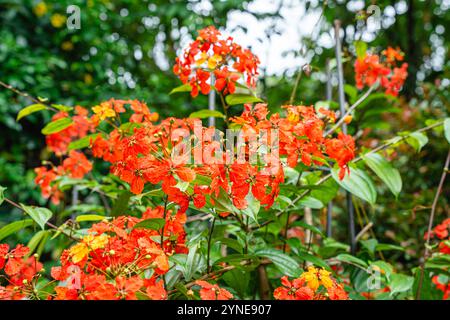 Bunga Phanera Kokiana oder Bauhinia kockiana, eine Gattung blühender Pflanzen aus der Familie der Hülsenfrüchte, Fabaceae. Sie gehört zur Unterfamilie Cercidoideae Stockfoto