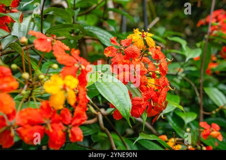 Bunga Phanera Kokiana oder Bauhinia kockiana, eine Gattung blühender Pflanzen aus der Familie der Hülsenfrüchte, Fabaceae. Sie gehört zur Unterfamilie Cercidoideae Stockfoto