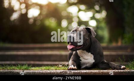 Porträt eines grauen Pitbulls, der im Garten liegt Stockfoto
