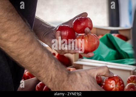 Ein Mann, der Tomaten auf einem Marktstand auswählt, mit geringer Tiefe Stockfoto