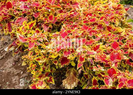 Coleus scutellarioides, allgemein bekannt als coleus, ist eine blühende Pflanzenart aus der Familie der Lamiaceae Stockfoto