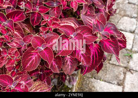 Coleus scutellarioides, allgemein bekannt als coleus, ist eine blühende Pflanzenart aus der Familie der Lamiaceae Stockfoto