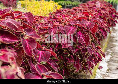 Coleus scutellarioides, allgemein bekannt als coleus, ist eine blühende Pflanzenart aus der Familie der Lamiaceae Stockfoto