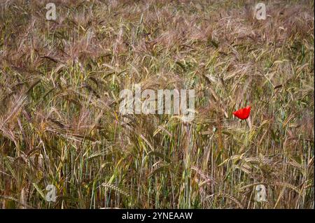 Ein einzelner roter Mohn links im Bild auf einem Weizenfeld in spanien Stockfoto