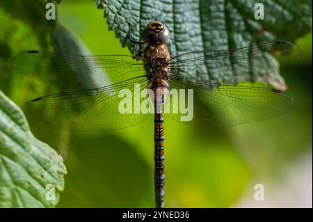 Nahaufnahme einer männlichen Migrant Hawker Libelle, die im Sommer auf einem Haselnussblatt liegt. Aeshna Mixta, Odonata. Stockfoto