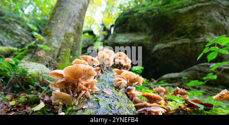 Lungenausternpilz wächst auf einem moosbedeckten Baumstamm, Pleurotus pulmonarius im Herbstwald Stockfoto