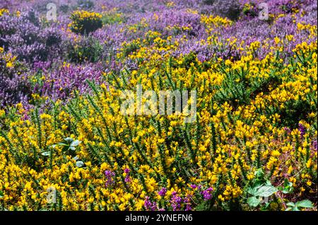 Purple Bell Heather, Yellow Western Gorse und Ling am Selworthy Beacon im Exmoor National Park. Erica cinerea, Ulex gallii und Calluna vulgaris. Stockfoto