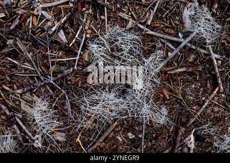 Alpine Canadian Forest Floor, Nahaufnahme Makrofotografie Stockfoto