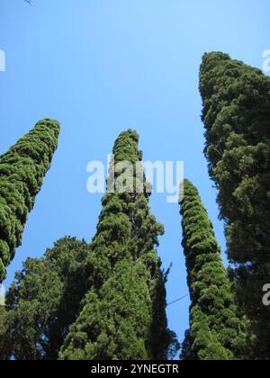 Halbinsel Krim. Majestätische Zypressen Stockfoto