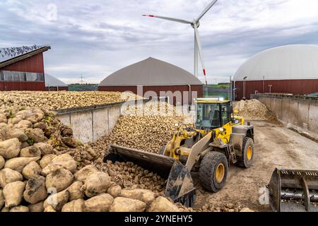 Biogasanlage erzeugt Gas aus verschiedener Biomasse, hier das Zuckerrüben Lager, der Strom wird in Blockheizkraftwerken, mit dem erzeugten Biogas hergestellt und an Unternehmen im benachbarten Gewerbegebiet verkauft, die entstandene Wärme wird in einem Nahwärmenetz eingespeist, GASSPEICHER und Windkraftwerk, Ense, NRW, Deutschland, Biogasanlage *** Biogasanlage erzeugt Gas aus verschiedenen Biomasse, hier der Zuckerrübenspeicher, der Strom wird in Blockheizkraftwerken erzeugt mit dem Biogas erzeugten und an Unternehmen im benachbarten Industriegebiet verkauft, die erzeugte Wärme wird ins Innere gespeist Stockfoto