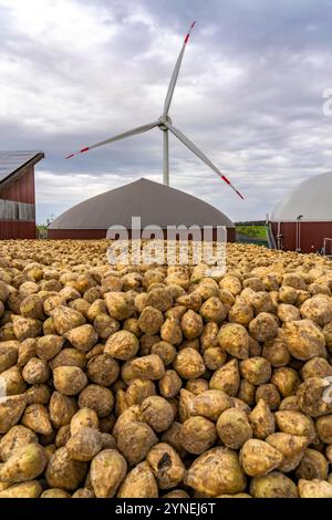 Biogasanlage erzeugt Gas aus verschiedener Biomasse, hier das Zuckerrüben Lager, der Strom wird in Blockheizkraftwerken, mit dem erzeugten Biogas hergestellt und an Unternehmen im benachbarten Gewerbegebiet verkauft, die entstandene Wärme wird in einem Nahwärmenetz eingespeist, GASSPEICHER und Windkraftwerk, Ense, NRW, Deutschland, Biogasanlage *** Biogasanlage erzeugt Gas aus verschiedenen Biomasse, hier der Zuckerrübenspeicher, der Strom wird in Blockheizkraftwerken erzeugt mit dem Biogas erzeugten und an Unternehmen im benachbarten Industriegebiet verkauft, die erzeugte Wärme wird ins Innere gespeist Stockfoto