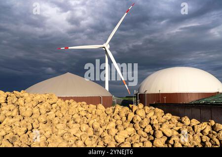 Biogasanlage erzeugt Gas aus verschiedener Biomasse, hier das Zuckerrüben Lager, der Strom wird in Blockheizkraftwerken, mit dem erzeugten Biogas hergestellt und an Unternehmen im benachbarten Gewerbegebiet verkauft, die entstandene Wärme wird in einem Nahwärmenetz eingespeist, GASSPEICHER und Windkraftwerk, Ense, NRW, Deutschland, Biogasanlage *** Biogasanlage erzeugt Gas aus verschiedenen Biomasse, hier der Zuckerrübenspeicher, der Strom wird in Blockheizkraftwerken erzeugt mit dem Biogas erzeugten und an Unternehmen im benachbarten Industriegebiet verkauft, die erzeugte Wärme wird ins Innere gespeist Stockfoto