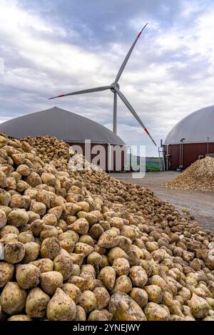 Biogasanlage erzeugt Gas aus verschiedener Biomasse, hier das Zuckerrüben Lager, der Strom wird in Blockheizkraftwerken, mit dem erzeugten Biogas hergestellt und an Unternehmen im benachbarten Gewerbegebiet verkauft, die entstandene Wärme wird in einem Nahwärmenetz eingespeist, GASSPEICHER und Windkraftwerk, Ense, NRW, Deutschland, Biogasanlage *** Biogasanlage erzeugt Gas aus verschiedenen Biomasse, hier der Zuckerrübenspeicher, der Strom wird in Blockheizkraftwerken erzeugt mit dem Biogas erzeugten und an Unternehmen im benachbarten Industriegebiet verkauft, die erzeugte Wärme wird ins Innere gespeist Stockfoto