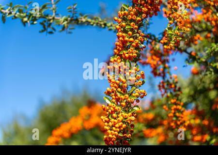 Hellorange feuerdorn (Pyracantha) Beeren im Sonnenlicht Stockfoto