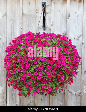 Ein Hängekorb mit rosa Petunien Stockfoto