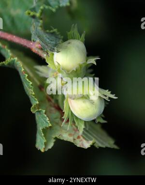 Haselnüsse oder Kokosnüsse, gemeiner Haselnuss, Corylus avellana, Betulaceae. UK. Haselnuss sind Pflanzen, Bäume und große Sträucher der Gattung Corylus. Stockfoto