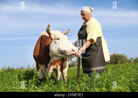 Ältere Frau, die Kuh auf grüner Weide füttert Stockfoto