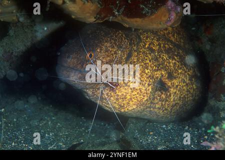 Buckel-Back Reiniger Shrimp, Lysmata amboinensis, Reinigung Gelbkantiger Moray Aal, Gymnothorax flavimarginatus, Tauchplatz Batu Merah, Lembeh Straits Stockfoto